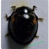 Exochomus quadripustulatus (Linnaeus, 1758) Gałecznik czteroplamek